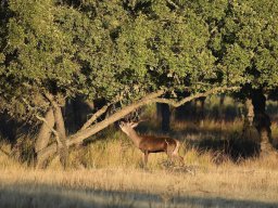 Fauna Cerro Masatrigo y entorno