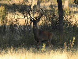 Fauna Cerro Masatrigo y entorno
