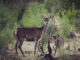 Fauna Cerro Masatrigo y entorno