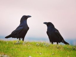 Fauna Cerro Masatrigo y entorno