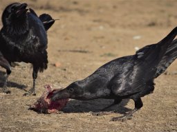 Fauna Cerro Masatrigo y entorno