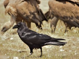 Fauna Cerro Masatrigo y entorno