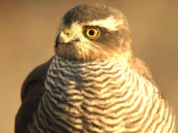 Fauna Cerro Masatrigo y entorno