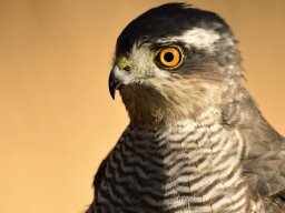 Fauna Cerro Masatrigo y entorno