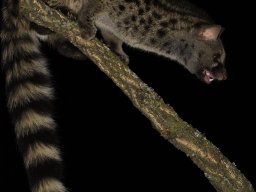 Fauna Cerro Masatrigo y entorno