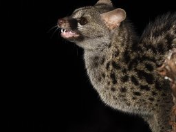 Fauna Cerro Masatrigo y entorno