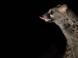Fauna Cerro Masatrigo y entorno
