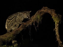 Fauna Cerro Masatrigo y entorno