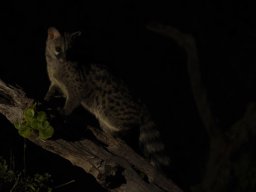 Fauna Cerro Masatrigo y entorno