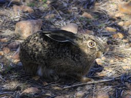 Fauna Cerro Masatrigo y entorno