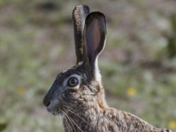 Fauna Cerro Masatrigo y entorno