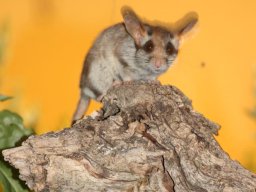 Fauna Cerro Masatrigo y entorno