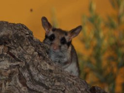 Fauna Cerro Masatrigo y entorno