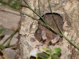 Fauna Cerro Masatrigo y entorno