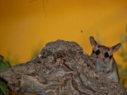 Fauna Cerro Masatrigo y entorno