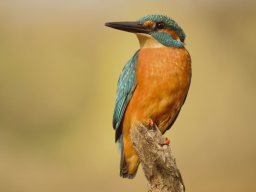 Fauna Cerro Masatrigo y entorno