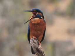 Fauna Cerro Masatrigo y entorno