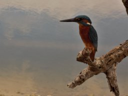 Fauna Cerro Masatrigo y entorno