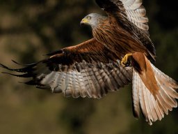 Fauna Cerro Masatrigo y entorno