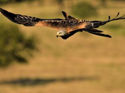 Fauna Cerro Masatrigo y entorno
