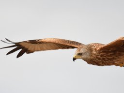 Fauna Cerro Masatrigo y entorno