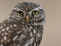 Fauna Cerro Masatrigo y entorno