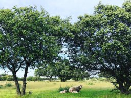 Fauna Cerro Masatrigo y entorno