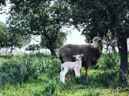 Fauna Cerro Masatrigo y entorno