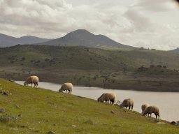 Fauna Cerro Masatrigo y entorno
