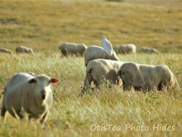 Fauna Cerro Masatrigo y entorno
