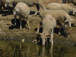 Fauna Cerro Masatrigo y entorno