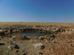 Fauna Cerro Masatrigo y entorno