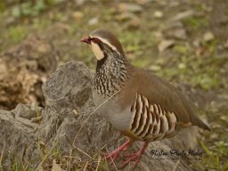 Fauna Cerro Masatrigo y entorno