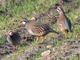 Fauna Cerro Masatrigo y entorno