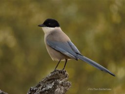Fauna Cerro Masatrigo y entorno