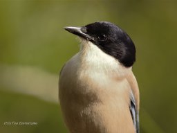 Fauna Cerro Masatrigo y entorno