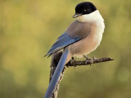 Fauna Cerro Masatrigo y entorno