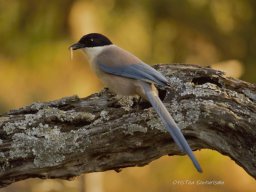 Fauna Cerro Masatrigo y entorno