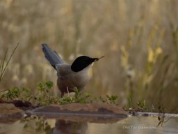 Fauna Cerro Masatrigo y entorno
