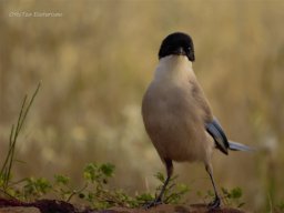 Fauna Cerro Masatrigo y entorno