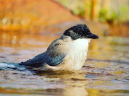 Fauna Cerro Masatrigo y entorno