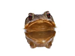 Fauna Cerro Masatrigo y entorno