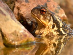 Fauna Cerro Masatrigo y entorno