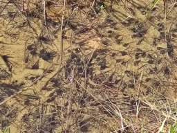 Fauna Cerro Masatrigo y entorno