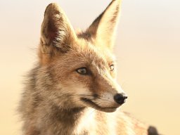 Fauna Cerro Masatrigo y entorno