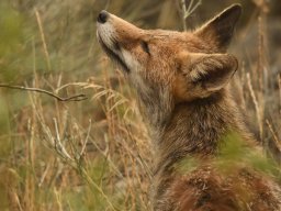 Fauna Cerro Masatrigo y entorno
