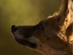 Fauna Cerro Masatrigo y entorno