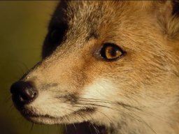 Fauna Cerro Masatrigo y entorno